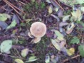 /album/integratie-3kk-1l/herfstwandeling-2-295-jpg/